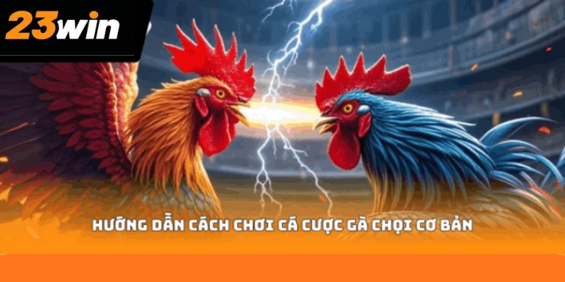 Hướng dẫn cách chơi cá cược gà chọi cơ bản