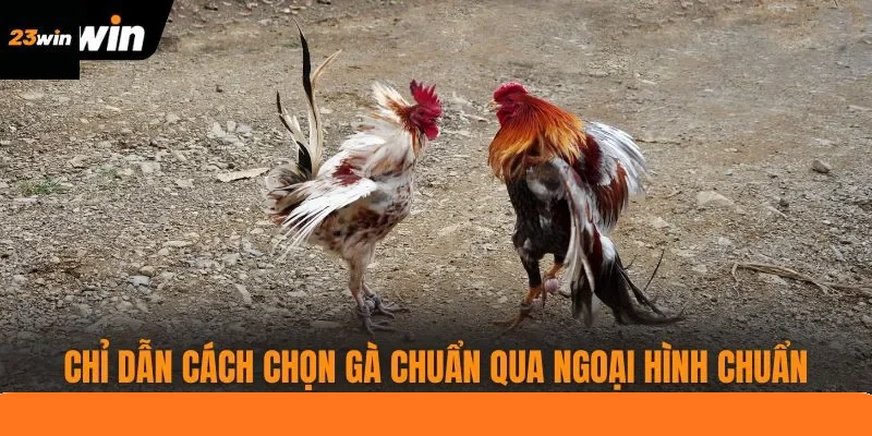 Chỉ dẫn cách chọn gà chuẩn qua ngoại hình chuẩn Chỉ dẫn cách chọn gà chuẩn qua ngoại hình chuẩn