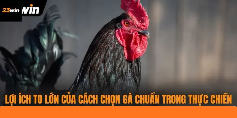 Lợi ích to lớn của cách chọn gà chuẩn trong thực chiến Lợi ích to lớn của cách chọn gà chuẩn trong thực chiến