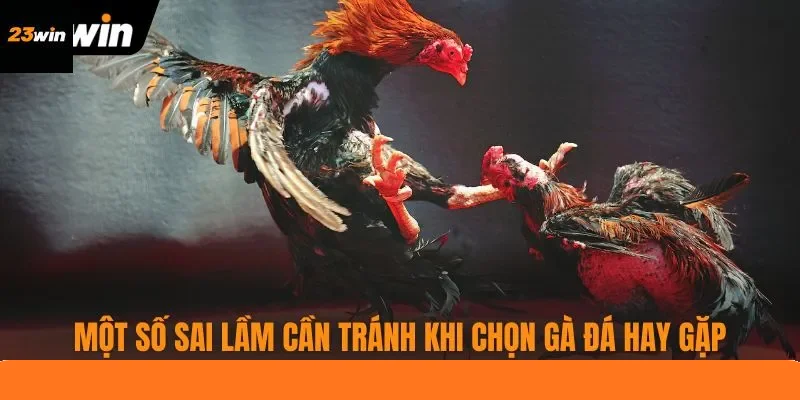 Một số sai lầm cần tránh khi chọn gà đá hay gặp Một số sai lầm cần tránh khi chọn gà đá hay gặp